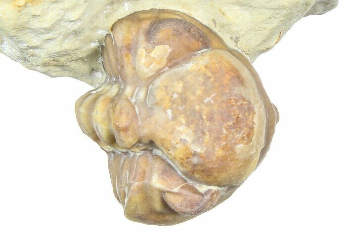 Enrolled Paciphacops Trilobite - Black Cat Mountain, Oklahoma #362992